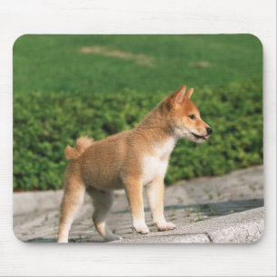 Japanse Midget Shiba 2 Muismat