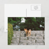 Japanse Midget Shiba 4 Briefkaart (Voorkant / Achterkant)