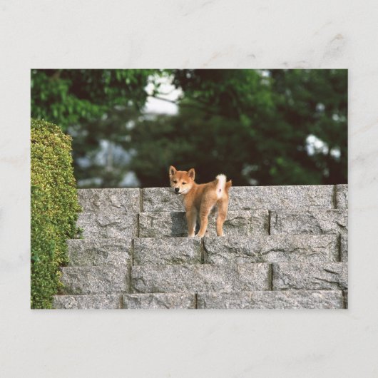 Japanse Midget Shiba 4 Briefkaart (Voorkant)