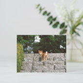 Japanse Midget Shiba 4 Briefkaart (Staand voorkant)