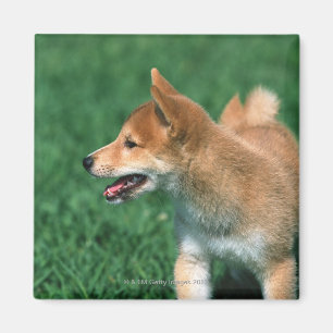 Japanse Midget Shiba Magneet