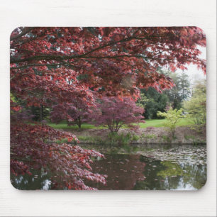 Japanse paardenbomen in de botanische tuin van Van Muismat