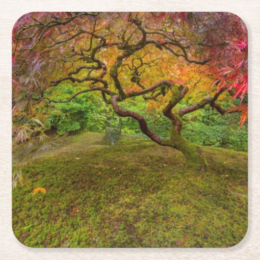 Japanse paardenboom in herfstkleur kartonnen onderzetters (Voorkant)