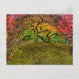 Japanse paarse boom in herfstkleur briefkaart