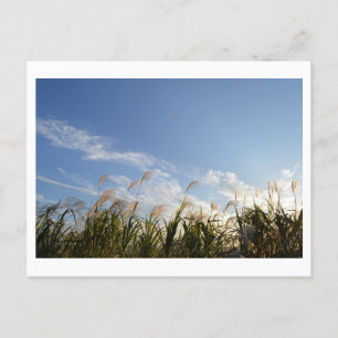 Japanse Pampas Grass (susuki) Briefkaart