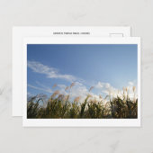 Japanse Pampas Grass (susuki) Briefkaart (Voorkant / Achterkant)