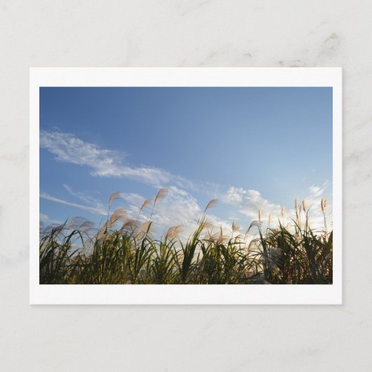 Japanse Pampas Grass (susuki) Briefkaart (Voorkant)