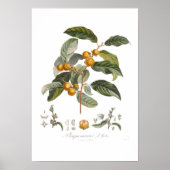 Japanse persimmon poster (Voorkant)