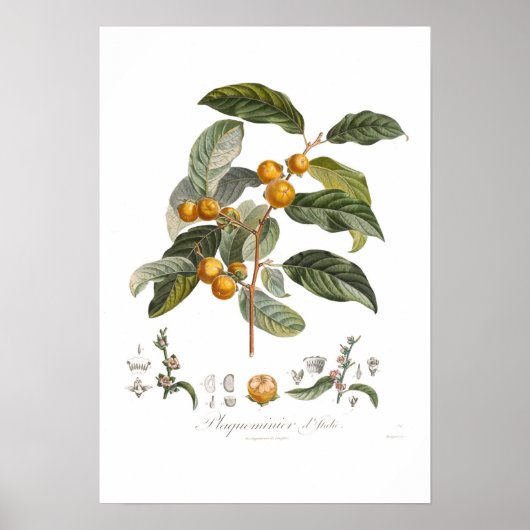 Japanse persimmon poster (Voorkant)