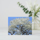 Japanse pruim [ansichtkaart] briefkaart (Staand voorkant)