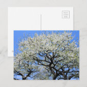 Japanse pruim [ansichtkaart] briefkaart (Voorkant / Achterkant)