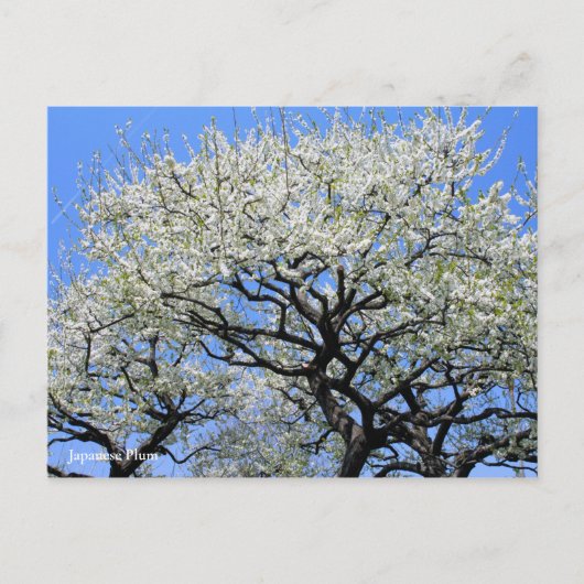 Japanse pruim [ansichtkaart] briefkaart (Voorkant)