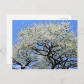 Japanse pruim [Briefkaart] Briefkaart (Voorkant / Achterkant)