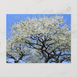 Japanse pruim [Briefkaart] Briefkaart