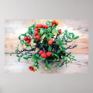 Japanse Pyracantha Bonsai Boom Foto Poster