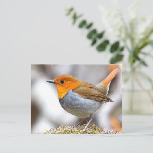 Japanse Robin Briefkaart (Staand voorkant)