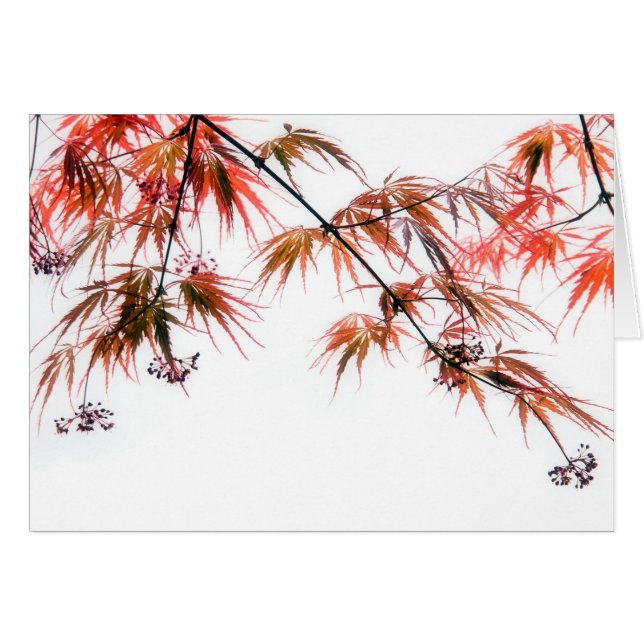 Japanse Rode Maple Art Fotografie (Voorkant Horizontaal)