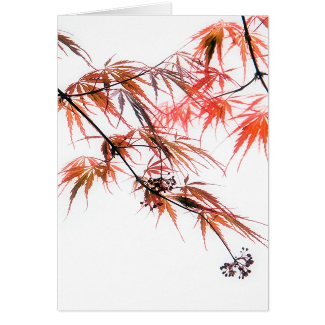 Japanse Rode Maple Art Fotografie L (Voorkant)