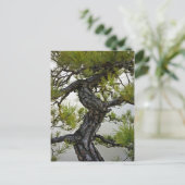 Japanse rode pine Bonsai-boom Briefkaart (Staand voorkant)