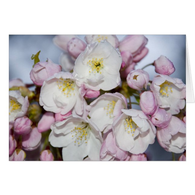 Japanse Roos (Voorkant Horizontaal)