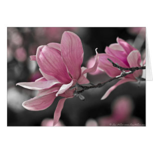 Japanse roze Saucer Magnolia