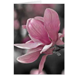 Japanse roze Saucer Magnolia