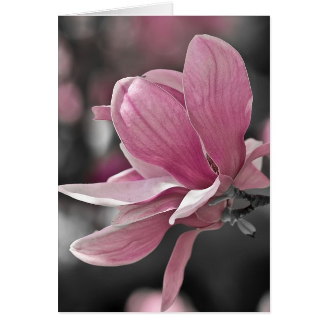 Japanse roze Saucer Magnolia (Voorkant)