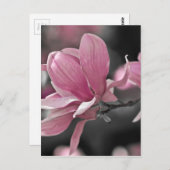 Japanse roze Saucer Magnolia Briefkaart (Voorkant / Achterkant)