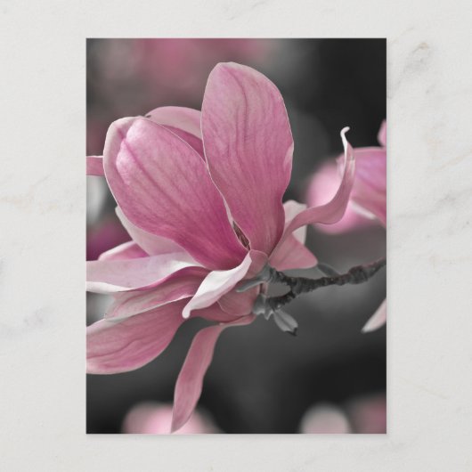 Japanse roze Saucer Magnolia Briefkaart (Voorkant)