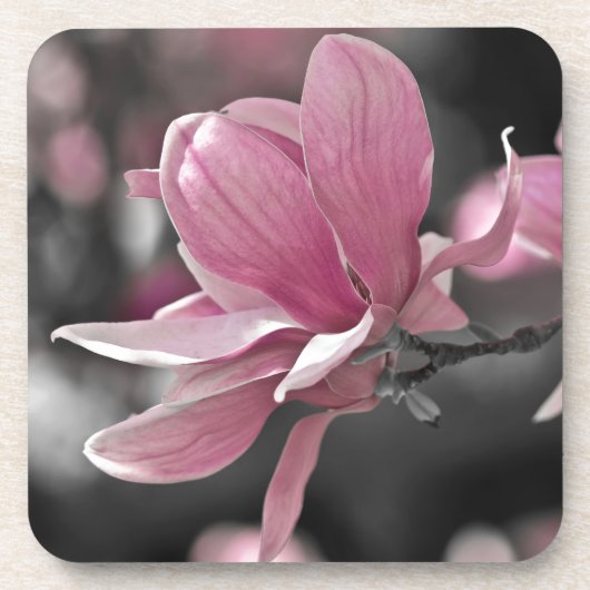 Japanse roze Saucer Magnolia Onderzetter (Voorkant)
