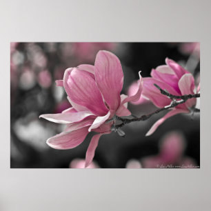 Japanse roze Saucer Magnolia Poster