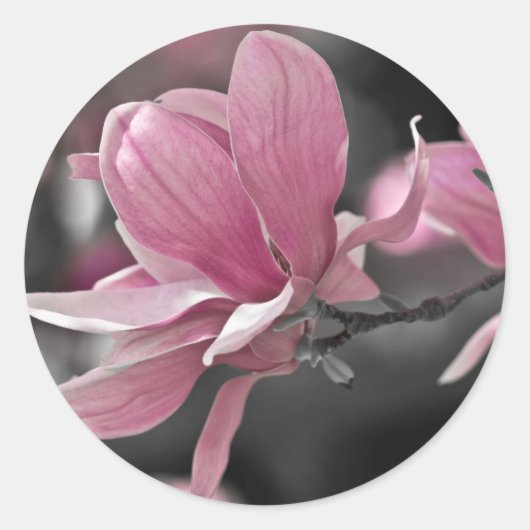 Japanse roze Saucer Magnolia Ronde Sticker (Voorkant)