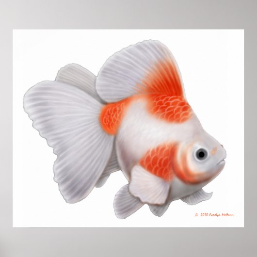 Japanse Ryukin Fantail Goldfish print (Voorkant)