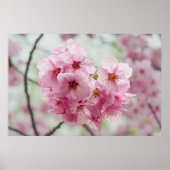 Japanse schoonheid, Floral roze Cherry Blossom Poster (Voorkant)