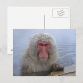 Japanse sneeuwaap in hotspring briefkaart (Voorkant / Achterkant)