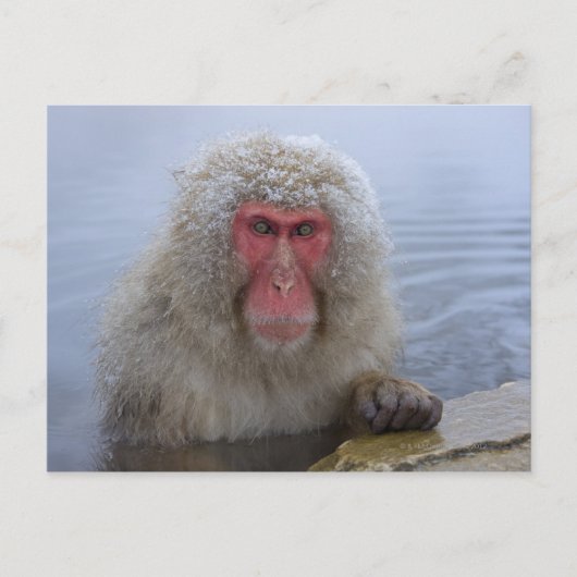 Japanse sneeuwaap in hotspring briefkaart (Voorkant)