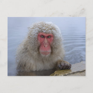 Japanse sneeuwaap in hotspring briefkaart