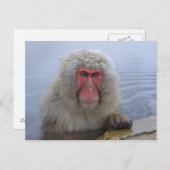 Japanse sneeuwaap in hotspring briefkaart (Voorkant / Achterkant)