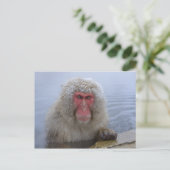 Japanse sneeuwaap in hotspring briefkaart (Staand voorkant)