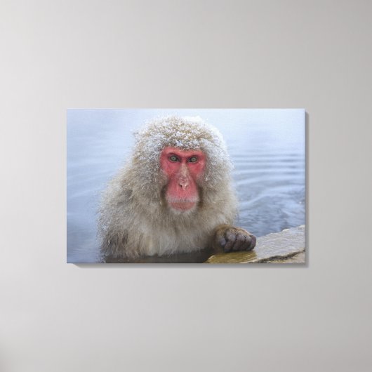 Japanse sneeuwaap in hotspring canvas afdruk (Voorkant)