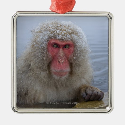 Japanse sneeuwaap in hotspring metalen ornament (Voorkant)