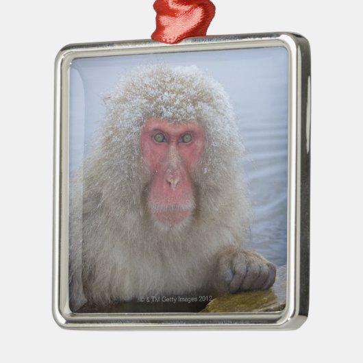 Japanse sneeuwaap in hotspring metalen ornament (Links)