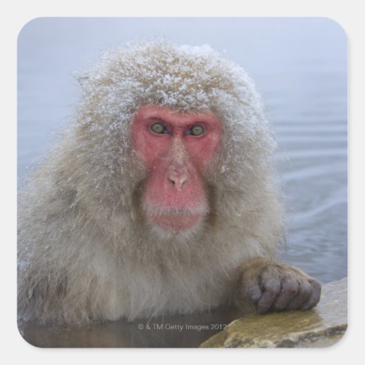 Japanse sneeuwaap in hotspring vierkante sticker (Voorkant)