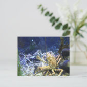 Japanse spinkrab briefkaart (Staand voorkant)