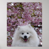 Japanse Spitz/Amerikaanse Eskimo Cherry Blossom Pr Poster (Voorkant)