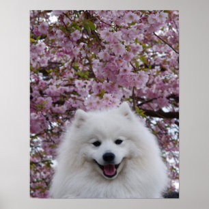 Japanse Spitz/Amerikaanse Eskimo Cherry Blossom Pr Poster