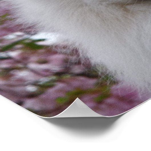 Japanse Spitz/Amerikaanse Eskimo Cherry Blossom Pr Poster (Hoek)