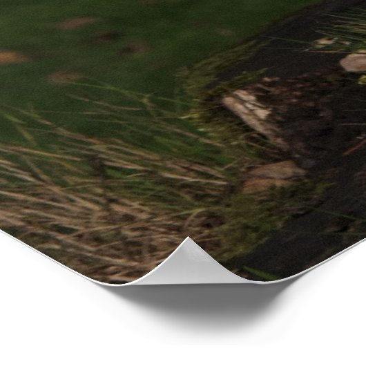 Japanse spitz/Amerikaanse eskimo-puppy Poster (Hoek)