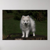 Japanse spitz/Amerikaanse eskimo-puppy Poster (Voorkant)