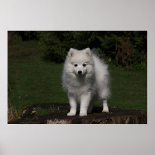 Japanse spitz/Amerikaanse eskimo-puppy Poster